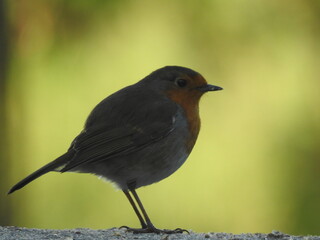 oiseau