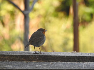 oiseau