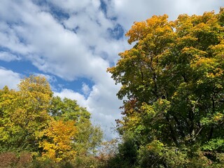Fototapeta premium beautiful autumn trees in the blue sky with white clouds