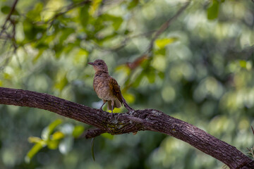 A bird of the brazilian savannah. The Pale-breasted Thrush also know as Sabia Barranco on the tree branch. Species Turdus leucomellae. Birdwatching. Animal world.