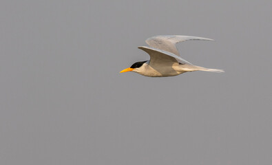 river tern