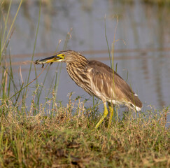pond heron