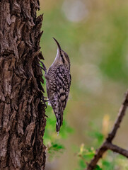 Indian spotted creeper