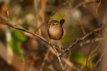 Close-up shot of Eurasian wren in a natural habitat in soft morning light. Detailed photo for bird identification