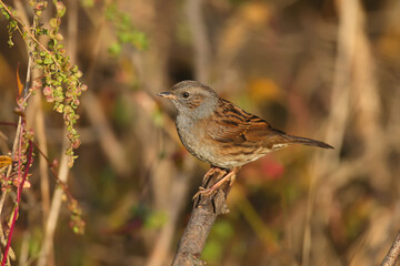dunnock (Prunella modularis) in natural habitat. The bird sits on a thin branch in a dense bush in the morning sun. Close-up photo