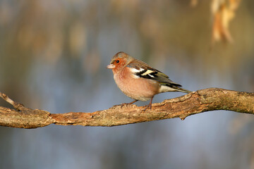 Close-up photo of a male finch sitting on a horizontal tree branch against a blurred isolated background in the soft light of the morning sun