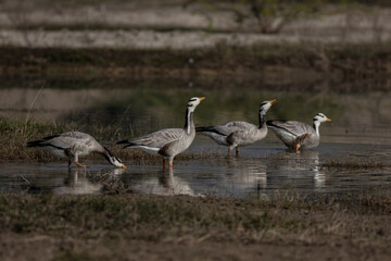 goose