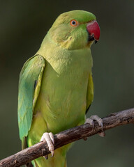 female parakeet
