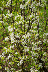 Fototapeta na wymiar Many white flowers on the branches of a pear tree.