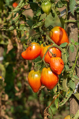  ripe tomatoes in Bistrita, Romania, 2021, August