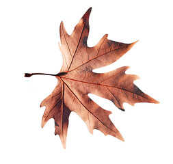 leaf dry one brown veins  isolated autumn background 