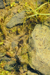 Tadpole frog under the water.