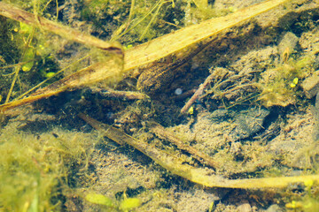 Tadpole frog under the water.