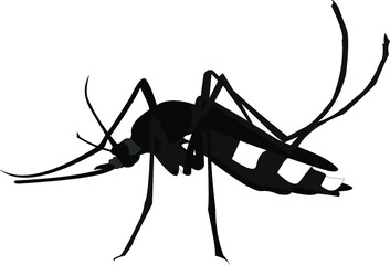 mosquito