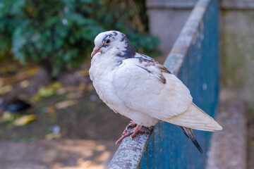 white dove on a fence