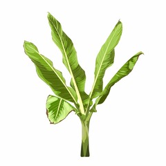 Banana grass. Palm tree plant. Indoor plant for your decor.