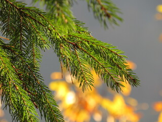 Obraz premium christmas tree branches