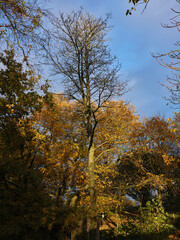 Sun picks out autumn colours on the moorland smallholding