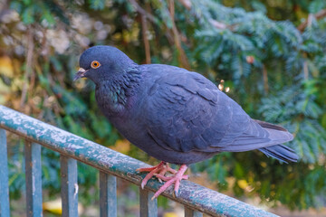 pigeon on the branch