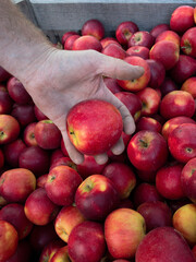 A farm workers dirt covered hand shows a fresh hand-picked Apple