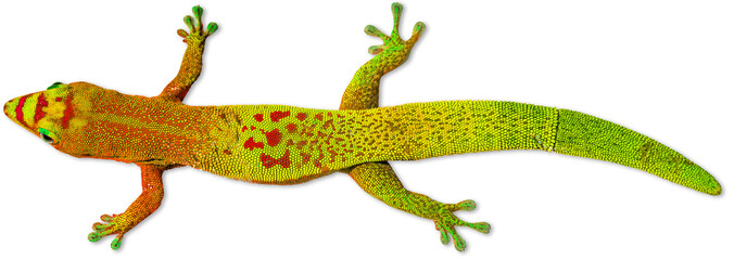 Gecko sur fond blanc 