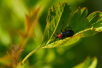 Holzbuntkäfer (auch Buchen-Buntkäfer, Laubholz-Buntkäfer) (Tillus elongatus) Weibchen in der Oberlausitz