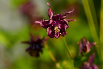 Fototapeta na wymiar Blüten der Schwarzvioletten Akelei