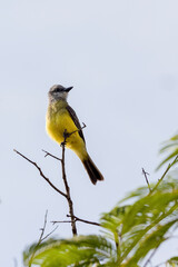 The Tropical Kingbird also known as Suiriri perched on the branches of a tree. Species Tyrannus melancholicus. Animal world. Birdwatching. Yellow bird.