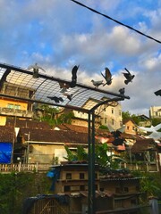 pigeons after sunset