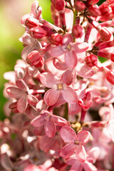 Spring landscape. Blooming lilac close-up. Branches of beautiful lilac flowers. Bright spring background with lilac.Lilac flowers