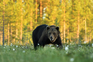 Brown bear on a sunny forest background