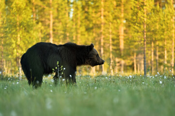 Fototapeta na wymiar Brown bear on a forest background