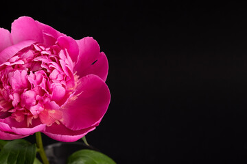 Pink peony closeup on black background. Floral card design with copy space. Selective focus