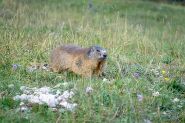 Alpine marmot in the natural environment. Dolomites. Italy.
