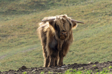 Scottish Highland Cattle in a pasture.