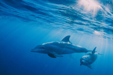 Delfines en el azul