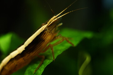 Female Bamboo Shrimp Post Molt