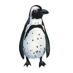 Penguin an isolated white background. Watercolor painting 