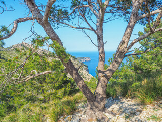 Fototapeta na wymiar Wanderung in der Region Alcudia - Mallorca