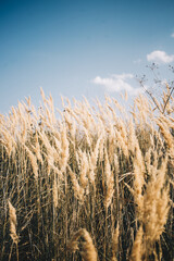 Fototapeta premium a field of wheat grains against a blue sky