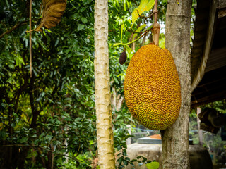 Ripe jackfruit hanging on the jackfruit tree.