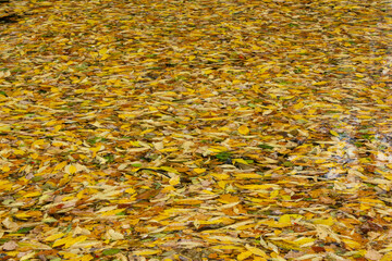 yellow autumn leaves on a pond