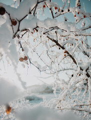snow covered tree