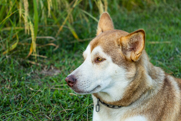 Close-up, Face of a brown-and-white Siberian dog.