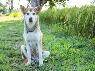 Close-up, Face of a brown-and-white Siberian dog.