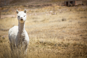 Alpaca