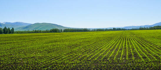 Obraz na płótnie Canvas Spring green ecological farmland wheat