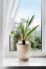 Potted young date palm plant on the windowsill in the room