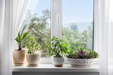 Window with white tulle and potted plants on windowsill