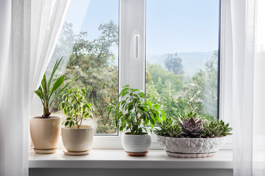 Window with white tulle and potted plants on windowsill